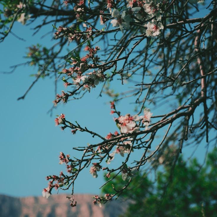 Protected areas overview